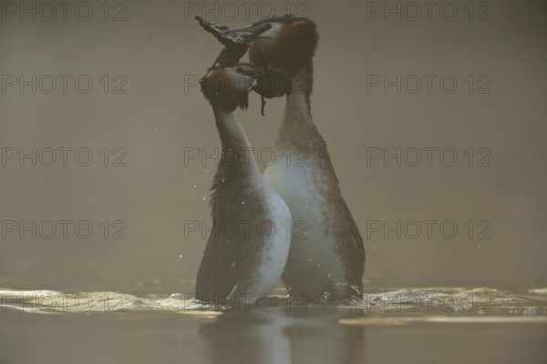 The dance... Great Crested Grebe (Podiceps Scalloped ribbonfish) during courtship, wedding dance,