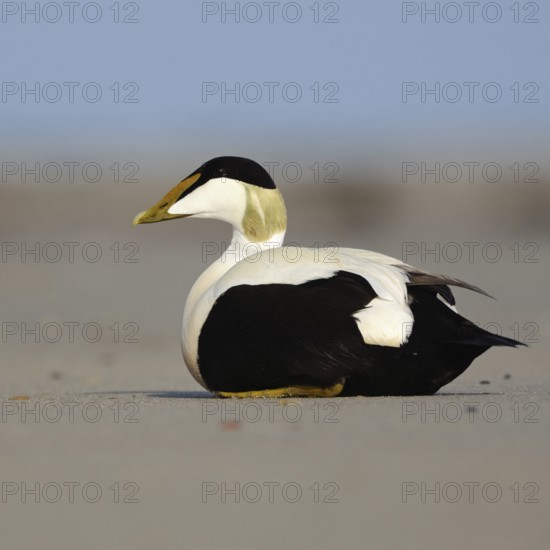 Eider duck (Somateria mollissima) on the beach of Heligoland, colourful male, drake in breeding