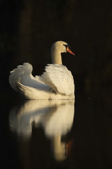 Swan Lake... Mute swan (Cygnus olor), elegant swan with upturned wings, in the most beautiful