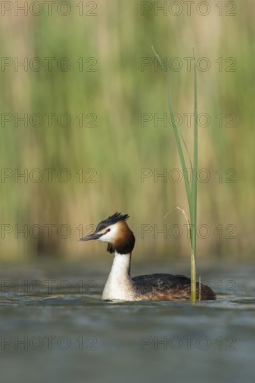 Great crested grebe (Podiceps Scalloped ribbonfish) in its magnificent plumage, summer dress,