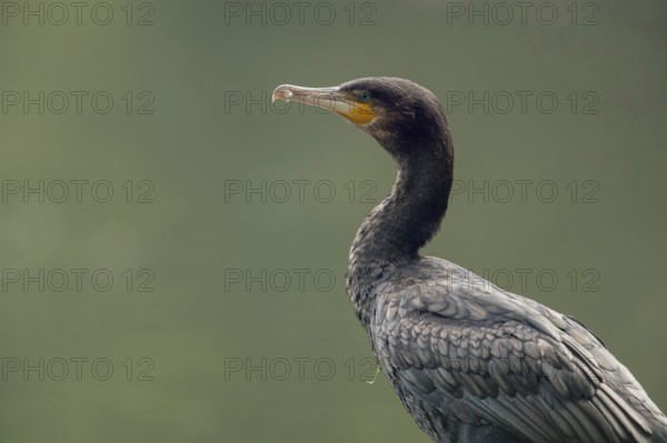 Detailed close-up... Cormorant (Phalacrocorax carbo), cropped in front of a natural green