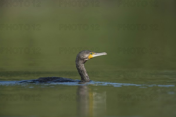 Shallow water... Cormorant (Phalacrocorax carbo), well-adapted, native, widespread water bird,