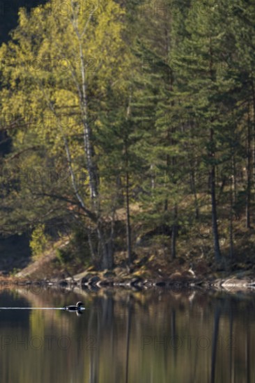 Fascinating birds... Black-throated diver (Gavia arctica), small group, flock, courtship display in
