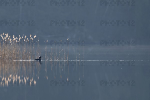 Lonely bird on a lake... Black-throated diver (Gavia arctica), swimming in the early backlight near