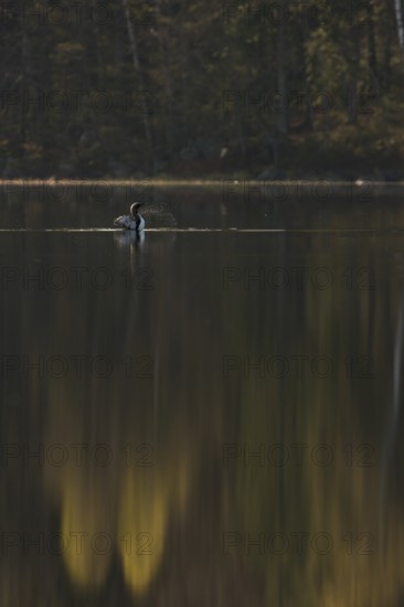 Somewhere in Sweden... Black-throated diver (Gavia arctica), straightens up for a moment, flaps its