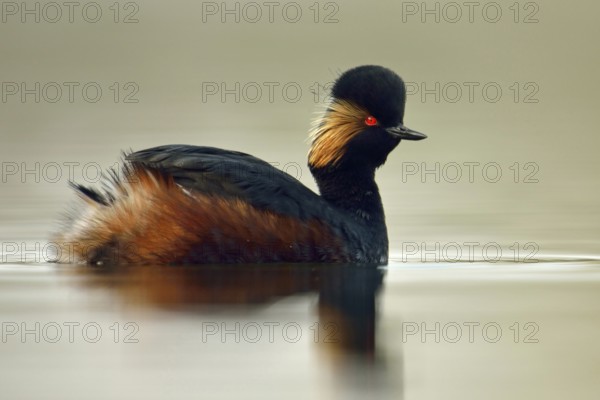 Black-necked Grebe (Podiceps nigricollis), adult bird in breeding plumage, magnificent plumage,
