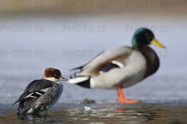 Size ratios... female red-breasted merganser (Mergellus albellus) and male mallard (Anas