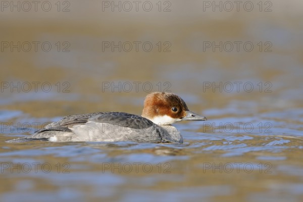 Red-breasted Merganser (Mergellus albellus), female, swims in ice-cold, open water reflecting the
