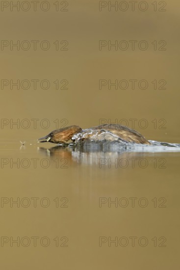Little grebe (Tachybaptus ruficollis), adult bird in breeding dress, summer dress, in action,