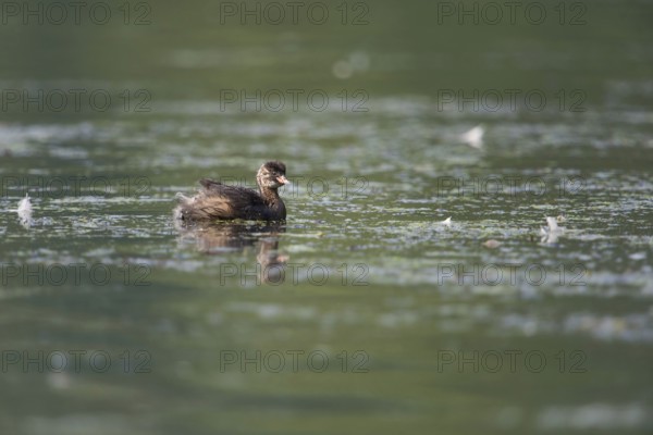 Offspring... Little grebe (Tachybaptus ruficollis), young bird, fledged chick, juvenile plumage,