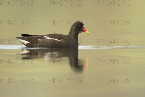 Hunting... Moorhen (Gallinula chloropus), also called pond rail, swims in search of food in open