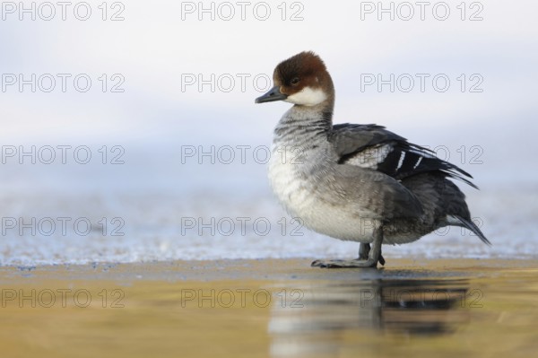 Regular but rare winter visitor in North Rhine-Westphalia ... Red-breasted Merganser (Mergellus
