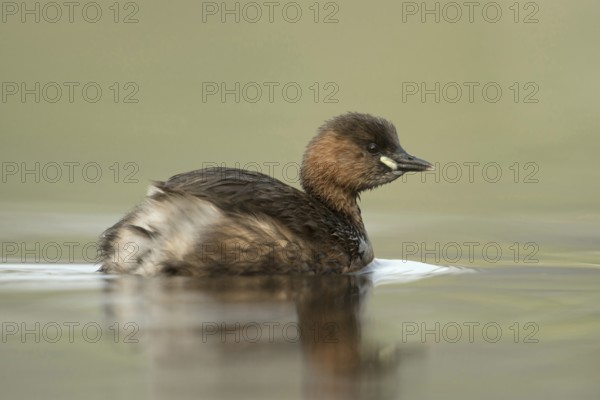Small diver, very big... Little grebe (Tachybaptus ruficollis), adult, adult bird in its plumage,