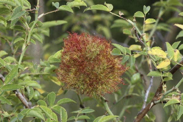 Gallapfell in dog rose bush (Rosa canina) also called rose apple or sleeping apple is a