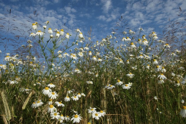 Camomile (Matricaria) blooming at the edge of a cornfield, Allgäu, Bavaria, Germany, Allgäu,