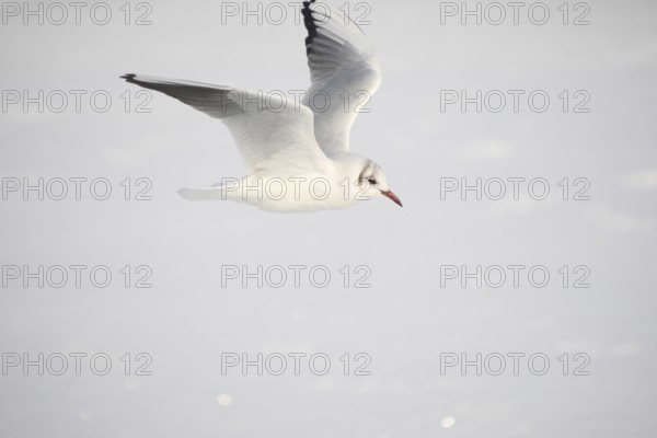 Black-headed Black-headed Gull (Chroicocephalus ridibundus) in a light dress, in gliding flight,