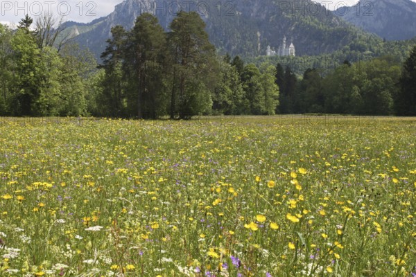 Neuschwanstein Castle near Füssen, with blooming wildflower meadow, Allgäu, Bavaria, Germany,