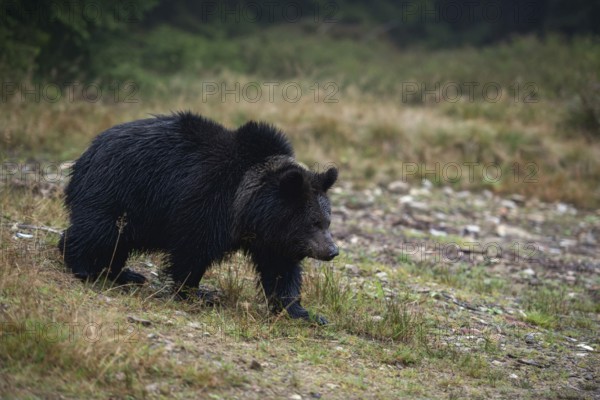 Early in the morning... European brown bear (Ursus arctos) crossing a clearing in the forest,