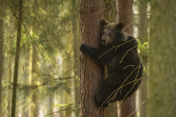 Bear cub... European brown bear (Ursus (arctos), young bear has fled to a tree in the forest,