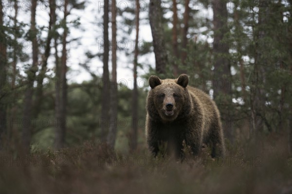 European brown bear (Ursus arctos) at the edge of a pine forest, walking through, standing in the