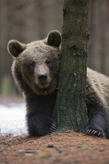 Hiding behind a tree... European brown bear (Ursus (genus) arctos), younger bear apparently playing