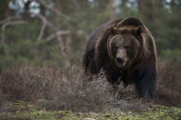 Aggressive... European brown bear (Ursus arctos), encounter in the forest, dangerous encounter,