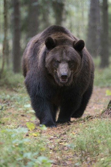 European brown bear (Ursus arctos), adult, particularly strong animal running along a game trail in