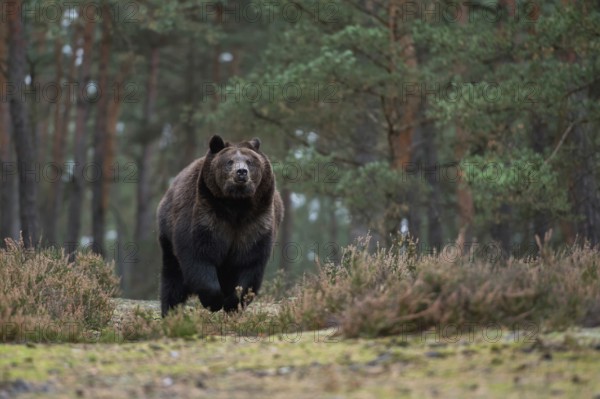 European brown bear (Ursus arctos), adult, particularly strong, respectful animal, running,
