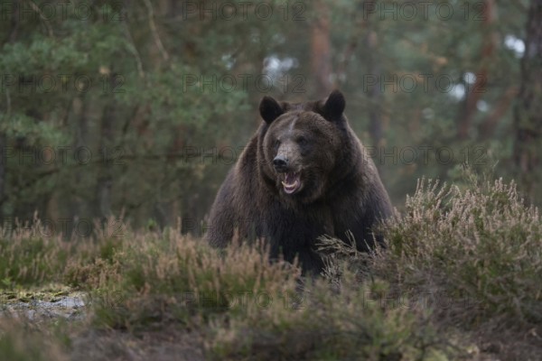 Aggressive... European brown bear (Ursus arctos), impressively large and heavy bear, during an