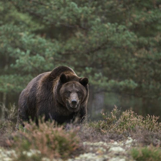 Terrifying... European brown bear (Ursus arctos), adult, particularly strong animal stands in a