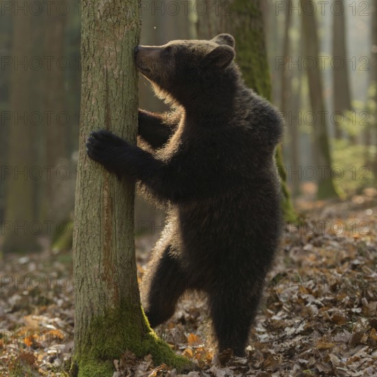 New odours... European brown bear (Ursus arctos), young, standing on its hind legs, exploring its
