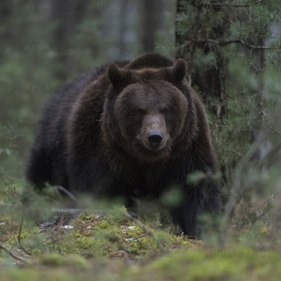 Through the undergrowth... European brown bear (Ursus arctos) in the forest, breaking through dense
