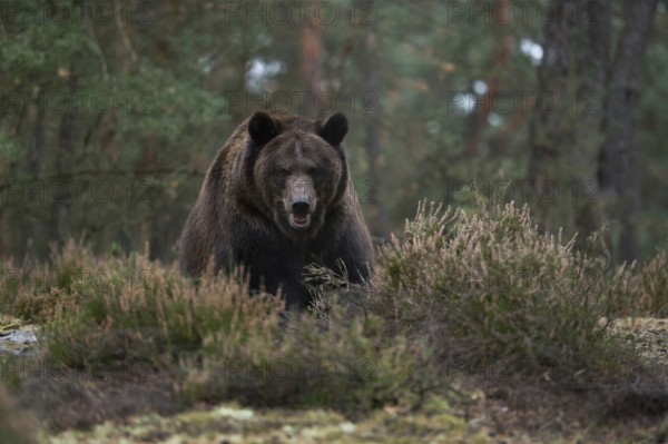Eye contact... European brown bear (Ursus (genus), adult, particularly strong animal, during an