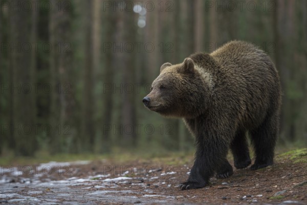 European brown bear (Ursus arctos) roaming through a forest, running into an open area late at