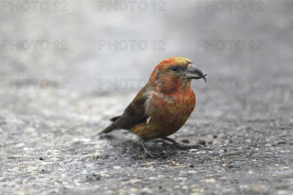 Spruce crossbill (Loxia curvirostra) male sitting on a tarmac road, Allgäu, Bavaria, Germany,