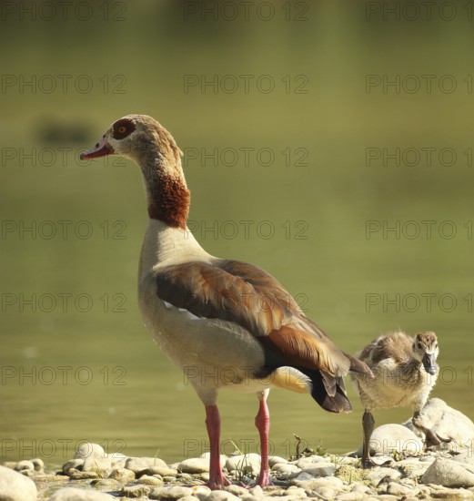 Egyptian goose (Alopochen aegyptiaca) adult bird with young bird in a gravel pit, Allgäu, Bavaria,