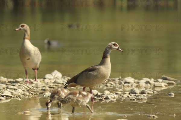 Egyptian goose (Alopochen aegyptiaca) adults with young in a gravel pit, Allgäu, Bavaria, Germany,