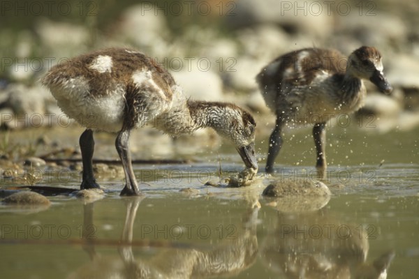 Egyptian goose (Alopochen aegyptiaca) young bird eating fish waste in a gravel pit, Allgäu,