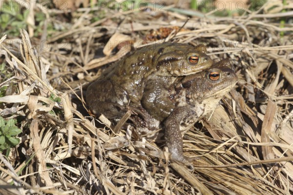 Common toads (Bufo bufo) Female carries male piggyback to spawning waters, Allgäu, Bavaria,