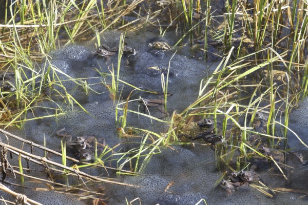 Grass frogs (Rana temporaria) among their spawning balls in the water, Allgäu, Bavaria, Germany,