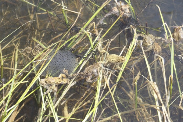 Common toads (Bufo bufo) in the middle of their spawning lines in the water, Allgäu, Bavaria,