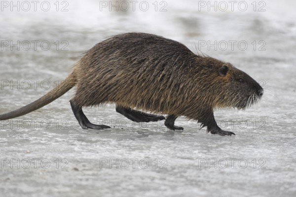 Nutria (Myocastor coypus) running across a frozen stream, Allgäu, Bavaria, Germany, Allgäu,