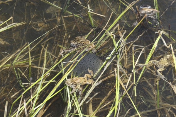 Common toads (Bufo bufo) in the water, among their spawning strings and a spawning ball of grass
