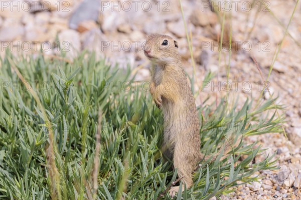 A young European ground squirrel (Spermophilus citellus) or European souslik stands on a gravel