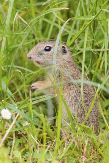 An adult European ground squirrel (Spermophilus citellus) or European souslik stands in a meadow