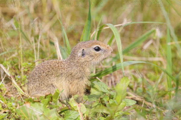 An adult European ground squirrel (Spermophilus citellus) or European souslik stands in a meadow