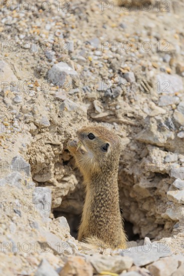 A young European ground squirrel (Spermophilus citellus) or European souslik stands on a gravel
