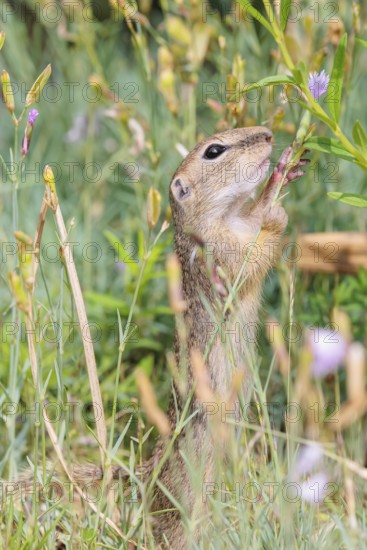 A young European ground squirrel (Spermophilus citellus) or European souslik stands in a meadow