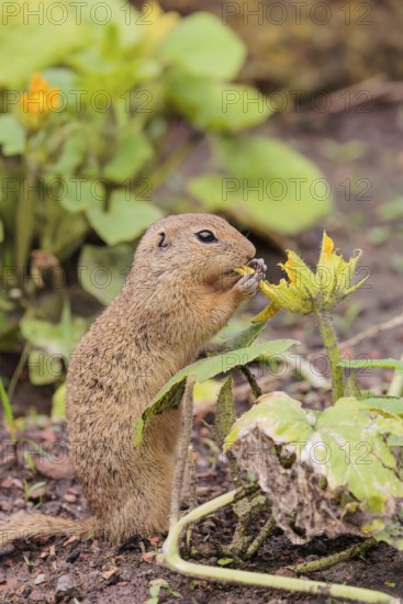 A European ground squirrel (Spermophilus citellus) or European souslik stands in an agricultural