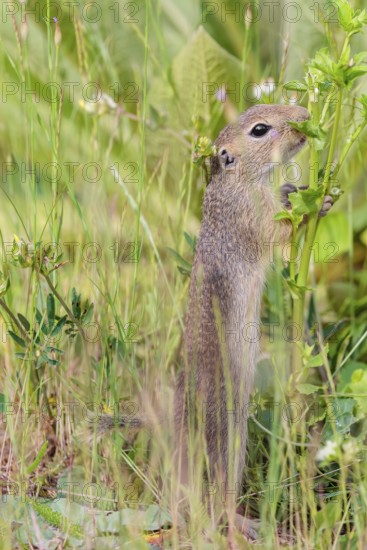 A young European ground squirrel (Spermophilus citellus) or European souslik stands upright on a